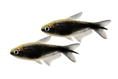 黑帝四鳃热带水族鱼霓虹四鳃