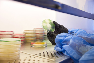 在微生物实验室操作培养皿的技术员或科学家的手套手。细菌培养基。微生物学家。细菌