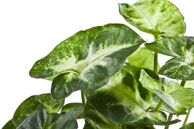 Syngonium植物叶片