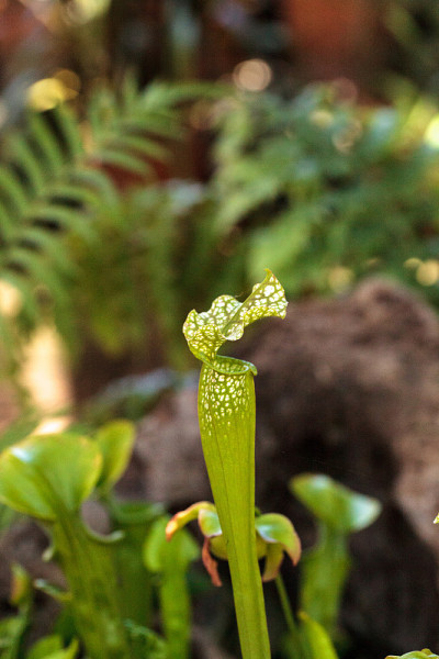 美洲猪笼草属植物