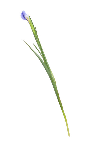 虹膜花