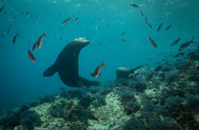 科尔特斯海的海狮