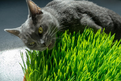 俄罗斯蓝猫吃草。