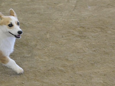 彭布罗克威尔士科基犬