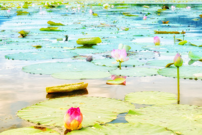水上荷花