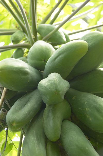 木瓜