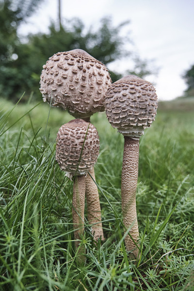 三只褐色的阳伞蘑菇在青草地上的空地上。