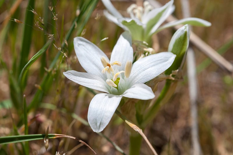 圣诞星,Ornithogalum umbellatum