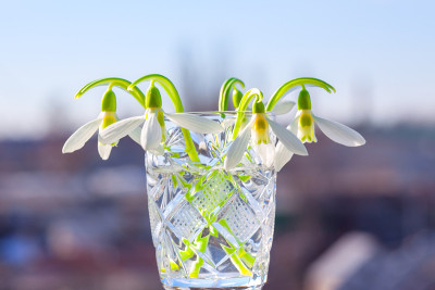 水晶玻璃中的雪花莲