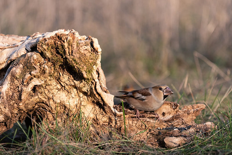 蜡嘴雀Coccothraustes Coccothraustes。一只鸟坐在树桩上吃种子