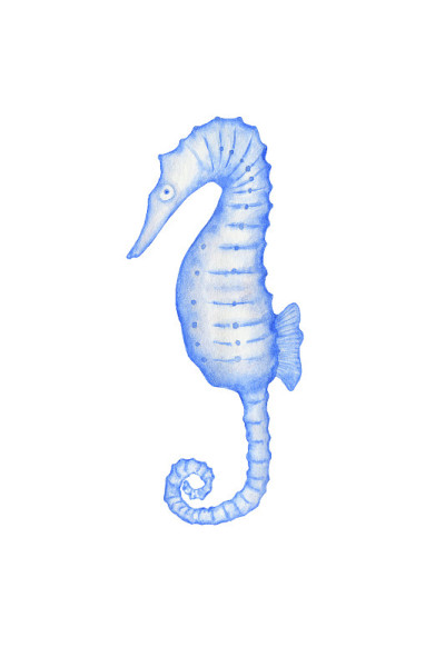 在白色背景上的海马水彩插图。