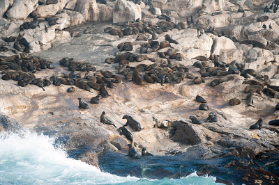 南非福斯湾的海豹岛