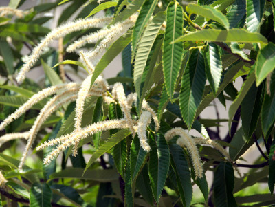 板栗花