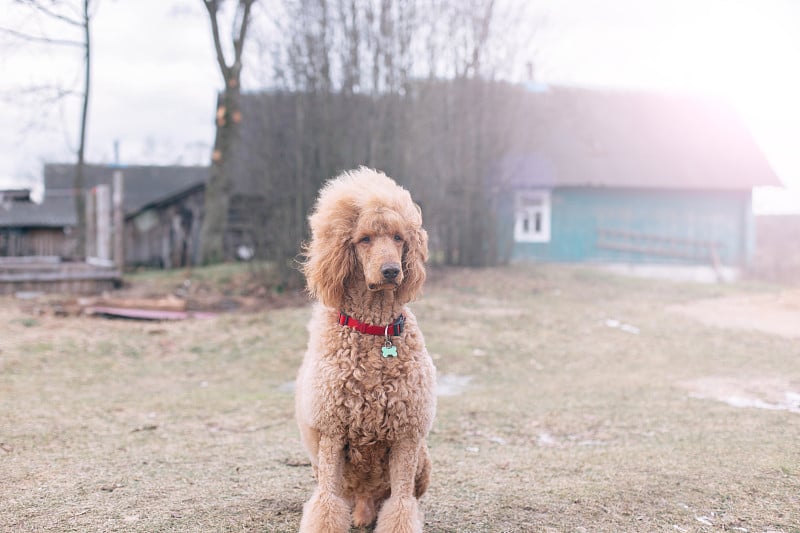 标准的皇家贵宾犬是杏黄色的。漫步在春天的大自然中。