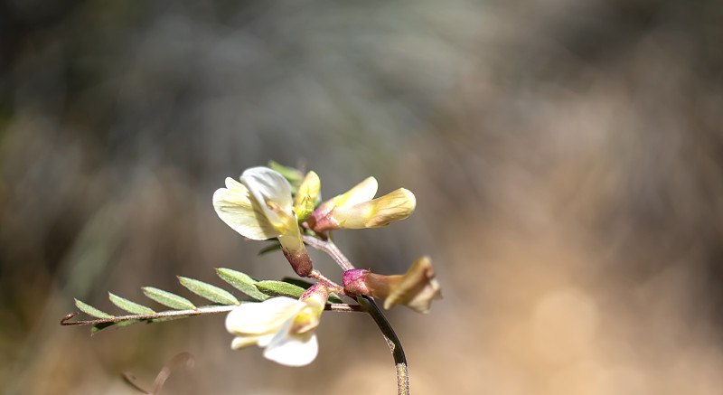 杂交Vicia hybrida L.本种被接受，其原产地是Medit。到中亚和阿富汗。