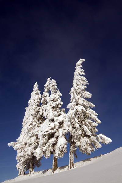 山顶的一群白雪皑皑的冷杉树