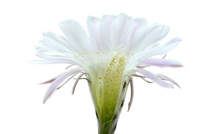 仙人掌花(棘球绦虫)