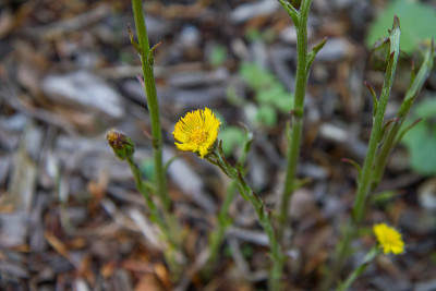款冬 (Tussilago farfara)