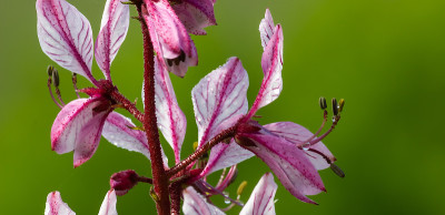 dictamnus。粉红紫色的花在露珠中在野外盛开