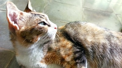 最酷的猫