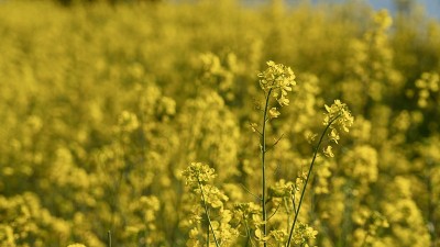 河上油菜花