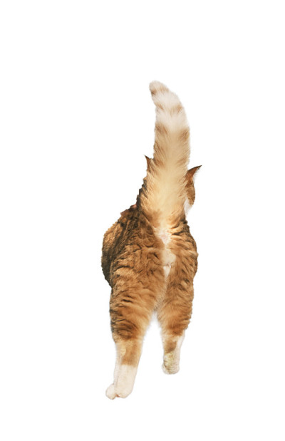 姜猫，后视图孤立在白色