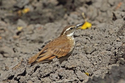 Stout-billed Cinclodes