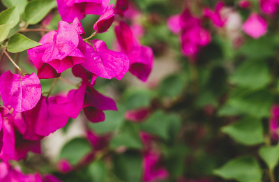雨后花园里有粉红色的花