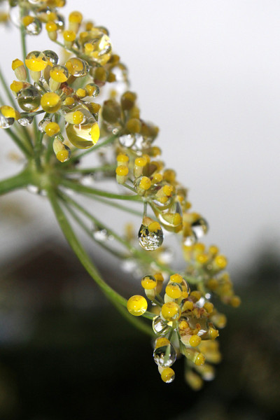 雨点在茴香花头，西约克郡，英国