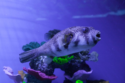 水族馆里的河豚鱼。阿罗特龙 · 西皮杜斯