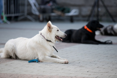 带训犬员的警犬