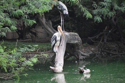 白鹈鹕饮水和休息在一棵树上