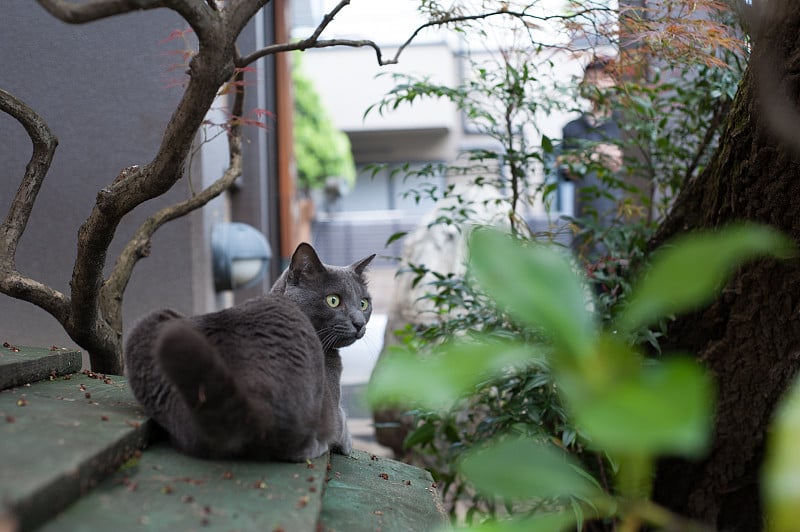 日本东京小前市的流浪猫