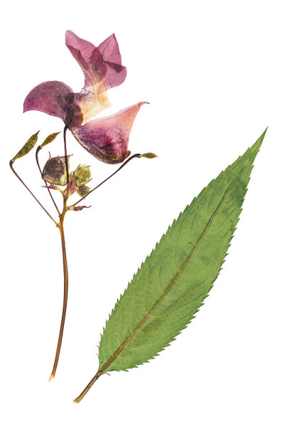 压榨和干燥的娇嫩的丁香花凤仙花