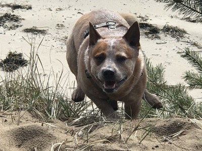 澳洲牧牛犬