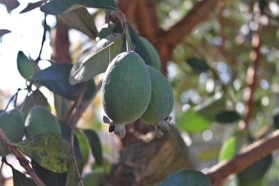 树上成熟的feijoa果实
