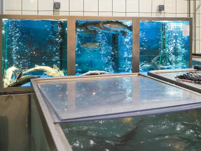 超市里放着活鱼的大型水族馆。鲤鱼和鲟鱼在氧气泡中游动。
