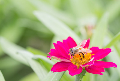 蜜蜂