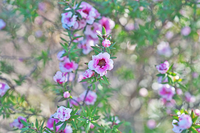 Leptospermum scoparium