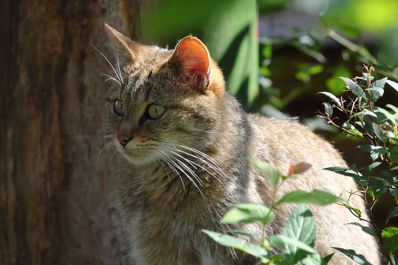 生活在自然栖息地的欧洲野猫(欧洲野猫)