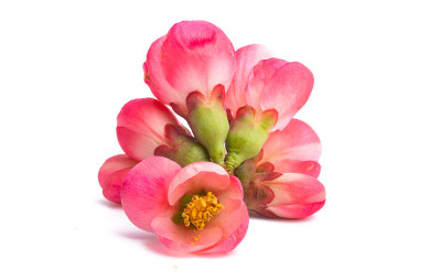 红榅桲花孤立