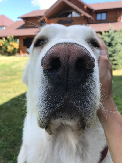 可爱的中亚牧羊犬的肖像。黑犬湿鼻子近。