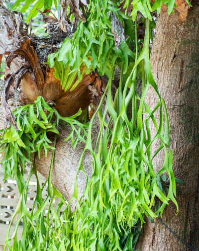 鹿角植物(Platycerium)，鹿角或学名Platycerium andinum，在印度尼西亚也