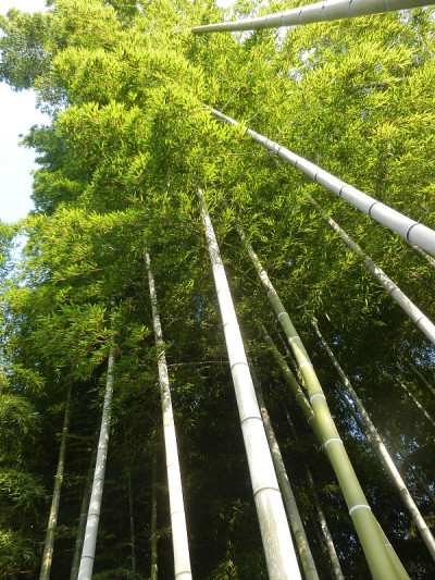 竹林照片日本