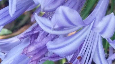 蓝花楹热潮