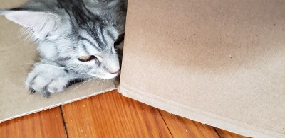 躲躲猫