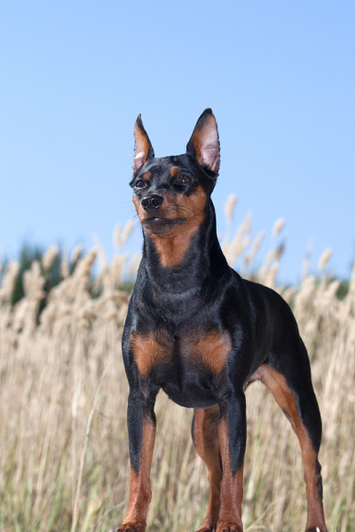 纯种迷你犬