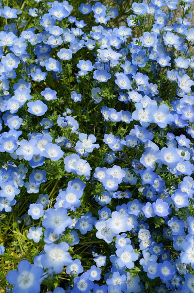 凤仙花盛开