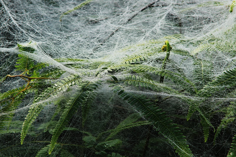 蜘蛛网有6根线通向中间连接所有东西的点