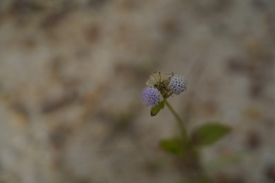 背景模糊的藿香。